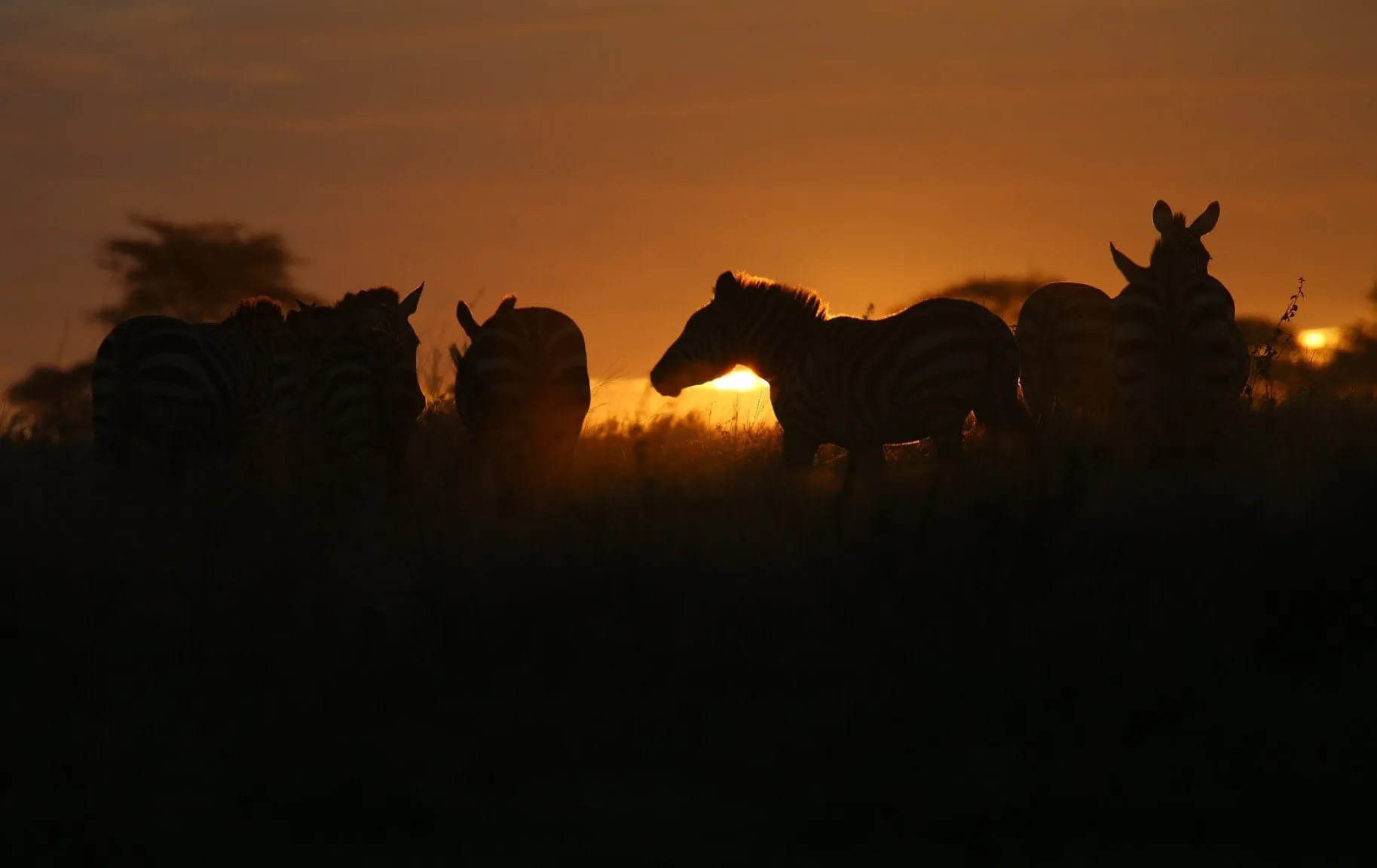 Tanzania Safari Background